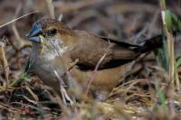House Sparrow - Female