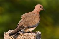 Laughing_Dove