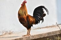 Rooster (Cockerel)