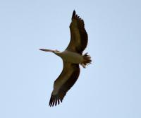Spot-billed pelican1