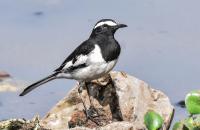 White Browed Wagtail