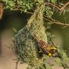 Baya Weaver