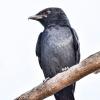 Black Drongo