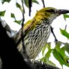 Black Napped Oriole