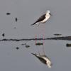 Black winged Stilt