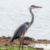 Blue Herons