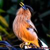 Brahminy Starling