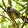 Chestnut Headed Petronia