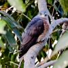 Common Hawk Cuckoo