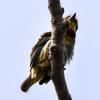 Coppersmith Barbet