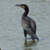 Cormorant