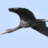 Glossy Ibis