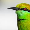 Green Bee Eater