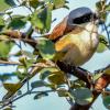 Grey Headed Robin