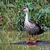 Hilltopfarms Spot Billed Duck