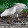 Indian Pond Heron