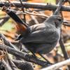 Indian Robin