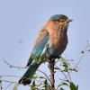 Indian Roller (Palapitta)