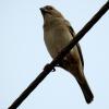 Indian Silver Bill