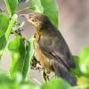 Jungle Prinia