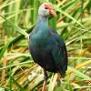 Moorhen