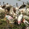 Painted Storks