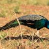 Peafowls