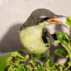 Purple Rumped Sunbird