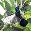 Purple Sunbird