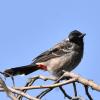 Red Vented Bulbul