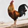 Rooster (Cockerel)