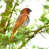 Scaly Breasted Munia