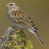 Chipping_Sparrow