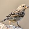 Female_House_Sparrow-1