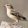 Female_House_Sparrow-2