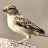 Female_House_Sparrow-3