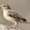 Female_House_Sparrow-4