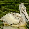 Spot Billed Pelicons