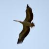 Spot-billed pelican1