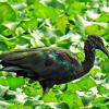 Straw_Necked_Ibis