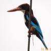 White Breasted King Fisher