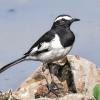 White Browed Wagtail