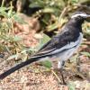 White_Browed_Wagtail